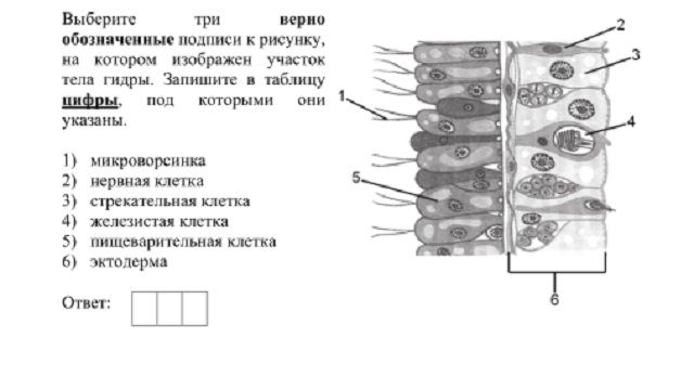 Кракен нарк